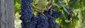 vine grapes