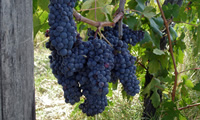 vine grapes